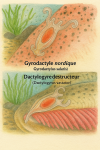 Illustration of Gyrodactylus salaris and Dactylogyrus vastator in action in their natural aquatic habitat, labeled with scientifically accurate names. Use 'Gyrodactylus salaris' without a French vernacular name, and 'Dactylogyre destructeur' for Dactylogyrus vastator.