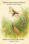 Dessine un Papillon à bande unique d’unifascié (Acanthopteroctetes unifascia) et un Papillon de Crimée à ailes étroites (Catapterix crimaea) en action dans leur milieu naturel. L'image doit être au format 1025x1536 et inclure leurs noms en français et en latin.