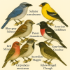 Dessine moi des 6 Passroids (Passeriformes) d'espces diffrentes en couleurs sur fond clair en format 1024*1024 et leurs noms scientifique seulement.