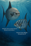 Draw a Sharp-tailed Sunfish (Masturus lanceolatus) and a Slender Sunfish (Ranzania laevis) in action in their natural habitat, with their French and scientific names displayed.