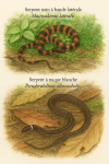 dessine moi un(e) Macrocalamus lateralis – Serpent nain à bande latérale 
Pseudorabdion albonuchalis – Serpent à nuque blanche 
 en action dans leur milieu naturel dans un format de 1025*1536 avec leurs noms Français et scientifique