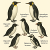 dessine moi 6 Sphnisciformes (oiseaux) d