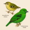Dessine moi des Acanthisittides et des Eurylaimides (Passeriformes) d'espces diffrentes en couleurs sur fond clair en format 1024*1024 et leurs noms scientifiques seulement.