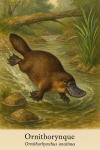 Draw a platypus (Ornithorhynchus anatinus) in action in their natural habitat, including their French and scientific names.