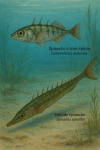 Draw a Three-spined Stickleback (Gasterosteus aculeatus) and a Greater Stickleback (Spinachia spinachia) in action in their natural habitat, with their French and scientific names displayed.
