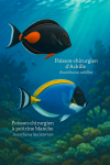 Dessine un Acanthurus achilles (Poisson-chirurgien d’Achille) et un Acanthurus leucosternon (Poisson-chirurgien à poitrine blanche) en action dans leur milieu naturel, avec leurs noms français et scientifiques visibles, dans un format 1025x1536
