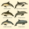 dessine moi 6 delphinids marins (Mammifres) d