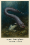 Eptatretus stoutii — Myxine de Californie en action dans leur milieu naturel, avec leurs noms Français et scientifique