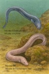 Illustration of Myxine circifrons (Myxine à front cerclé) and Myxine ios (Myxine de l’Atlantique Sud) in action in their natural habitat. The image should be in 1025x1536 format and include both their French and scientific names.