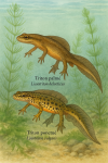 Draw a palmate newt (Lissotriton helveticus) and a smooth newt (Lissotriton vulgaris) in action in their natural habitat, including their French and scientific names.