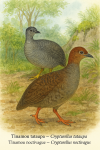 Illustration de deux oiseaux : Crypturellus tataupa (Tinamou tataupa) et Crypturellus noctivagus (Tinamou noctivague) en action dans leur milieu naturel. L'image doit être au format 1025x1536 et inclure leurs noms en français et en latin.