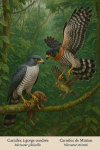 dessine moi un Micrastur gilvicollis — Carnifex à gorge cendréeet un Micrastur mintoni — Carnifex de Minton en action dans leur milieu naturel dans un format de 1025*1536 avec leurs noms Français et scientifique