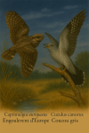 Draw a European Nightjar and a Common Cuckoo in action within their natural habitat, formatted to 1025x1536, including their scientific names and French names.