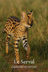Leptailurus serval — Le Serval en action dans leur milieu naturel, avec leurs noms Français et scientifique