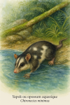 Chironectes minimus  Yapok ou opossum aquatique en action dans leur milieu naturel, avec leurs noms Franais et scientifique
