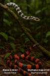 Un Dipsas à miroir (Dipsas indica) et un Oxyrhopus rouge et noir (Oxyrhopus petolarius) en action dans leur milieu naturel, avec leurs noms français et scientifiques visibles. Format 1025x1536.