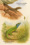 Illustration of Podarcis muralis (Lézard des murailles) and Lacerta bilineata (Lézard vert occidental) in action in their natural habitat, labeled with both French and scientific names, in 1025x1536 format