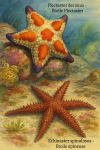 dessine un(e) Plectaster decanus — Étoile Plectaster et un(e) Echinaster spinulosus — Étoile épineuse en action dans leur milieu naturel, avec leurs noms Français et scientifique visibles