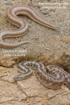 Lichanura trivirgata — Boa rosé à trois bandes et Lichanura orcutti — Boa rosé du désert en action dans leur milieu naturel, avec leurs noms Français et scientifiques, format 1025*1536