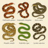 dessine moi 6 colubrids (serpents) d'espces diffrentes en couleurs sur fond clair en format 1024*1024 et leurs noms scientifique seulement.