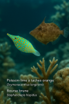 Add the Latin name 'Stephanolepis hispidus' to the Bourse brune in the image.