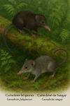 Illustration of Caenolestes fuliginosus (Caénoleste fuligineux) and Caenolestes sangay (Caénoleste du Sangay) in action in their natural habitat, with their French and scientific names displayed