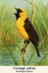 dessine un(e) Xanthopsar flavus (Carouge safran) en action dans son milieu naturel, avec les noms Franais et scientifique visibles