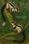 Dactylopsila trivirgata (Triok à trois bandes) et Dactylopsila megalura (Triok à longue queue) en action dans leur milieu naturel, format 1025x1536, avec leurs noms français et scientifiques visibles