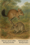 Dessine un Bettongia penicillata (Bettong à queue touffue) et un Bettongia tropica (Bettong du nord) en action dans leur milieu naturel, avec leurs noms français et scientifiques visibles. Format 1025x1536.