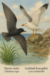 Draw a Black Tern (Chlidonias niger) and a Yellow-legged Gull (Larus michahellis) in action in their natural habitat, with their French and scientific names displayed.