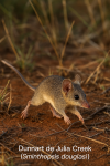 Dunnart de Julia Creek (Sminthopsis douglasi) en action dans son habitat naturel, format 1025x1536, avec les noms franais et scientifique visibles