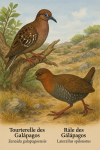 dessine une tourterelle des galapagos et un rale des galapagos en action dans leur milieu naturel avec leurs noms scientifiques et français