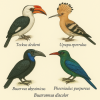 dessine moi des bucerotiformes (oiseaux) de differentes espèces en couleurs sur fond clair en format 1024*1024 et leurs noms scientifique seulement.