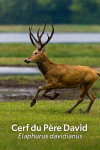 Cerf du Pre David (Elaphurus davidianus) en action dans son habitat naturel, format 1025x1536, avec les noms franais et scientifique visibles