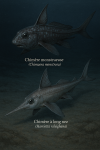 Une Chimère monstrueuse (Chimaera monstrosa) et une Chimère à long nez (Harriotta raleighana) nageant dans les profondeurs marines, entourées de roches, coraux et créatures abyssales. Leurs noms français et scientifiques sont visibles dans l’image.