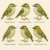 Dessine moi des 6 Rguloids (Passeriformes) d