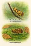 Illustration of Heterobathmia diffusa (Hétérobathmie diffuse) and Heterobathmia australis (Hétérobathmie australe) in action in their natural habitat, with both French and scientific names labeled. Format: 1025x1536