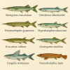 dessine moi 6 Beloniformes (poissons) d'espces diffrentes en couleurs sur fond clair en format 1024*1024 et leurs noms scientifique seulement.