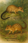 dessine moi un Murexia melanura — Murexia à queue noire et un Murexia habbema — Murexia de Habbema en action dans leur milieu naturel dans un format de 1025*1536 avec leurs noms Français et scientifique