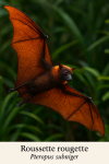Roussette rougette (Pteropus subniger) en action dans son milieu naturel, avec son nom franais et scientifique visible