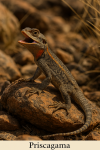 Draw a Priscagama in action in its natural habitat, including its scientific name.