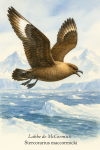 Labbe de McCormick (Stercorarius maccormicki) en action dans leur milieu glacial, format 1025x1536, avec leurs noms Français et scientifique