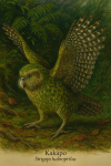 Un Kakapo (Strigops habroptilus) en action dans son habitat naturel, format 1025x1536, avec les noms franais et scientifique visibles