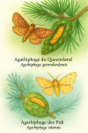 Agathiphaga queenslandensis (Agathiphage du Queensland) et Agathiphaga vitiensis (Agathiphage des Fidji) en vol dans leur milieu naturel, illustrés dans un format 1025x1536 avec leurs noms français et scientifiques visibles