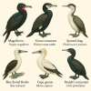 dessine moi 6 suliformes (oiseaux) d'espces diffrentes en couleurs sur fond clair en format 1024*1024 et leurs noms scientifique seulement.