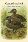 dessine moi un Stictonetta naevosa — Canard tacheté en famille dans leur milieu naturel dans un format de 1025*1536 avec leurs noms Français et scientifique