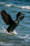 Draw a European Shag (Gulosus aristotelis) in action in their natural habitat, including their French and scientific names.