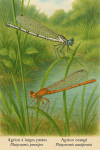 Illustration of two damselflies in their natural habitat: Platycnemis pennipes (Agrion à larges pattes) and Platycnemis acutipennis (Agrion orangé). They are shown in action, interacting with their environment, such as flying near water or perched on reeds. The image includes their French and scientific names clearly labeled. Format: 1025x1536.