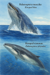 Illustration of Balaenoptera musculus (Rorqual bleu) and Balaenoptera physalus (Rorqual commun) swimming in their natural ocean habitat. The scene shows both whales in dynamic motion, with realistic water textures, marine light effects, and accompanying fauna like fish or seabirds. Include their French and scientific names clearly labeled near each whale. Format: vertical 1025x1536.