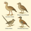 dessine moi des cariamas et des colious (oiseaux) d